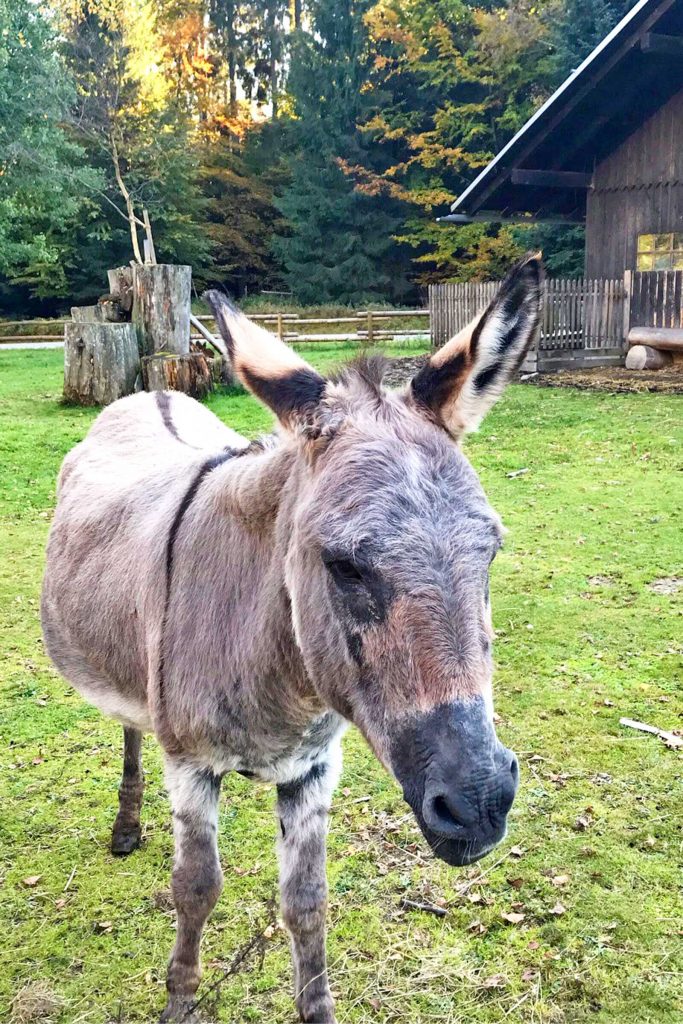 Donkey