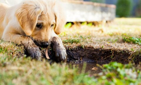 Hund im Schlamm