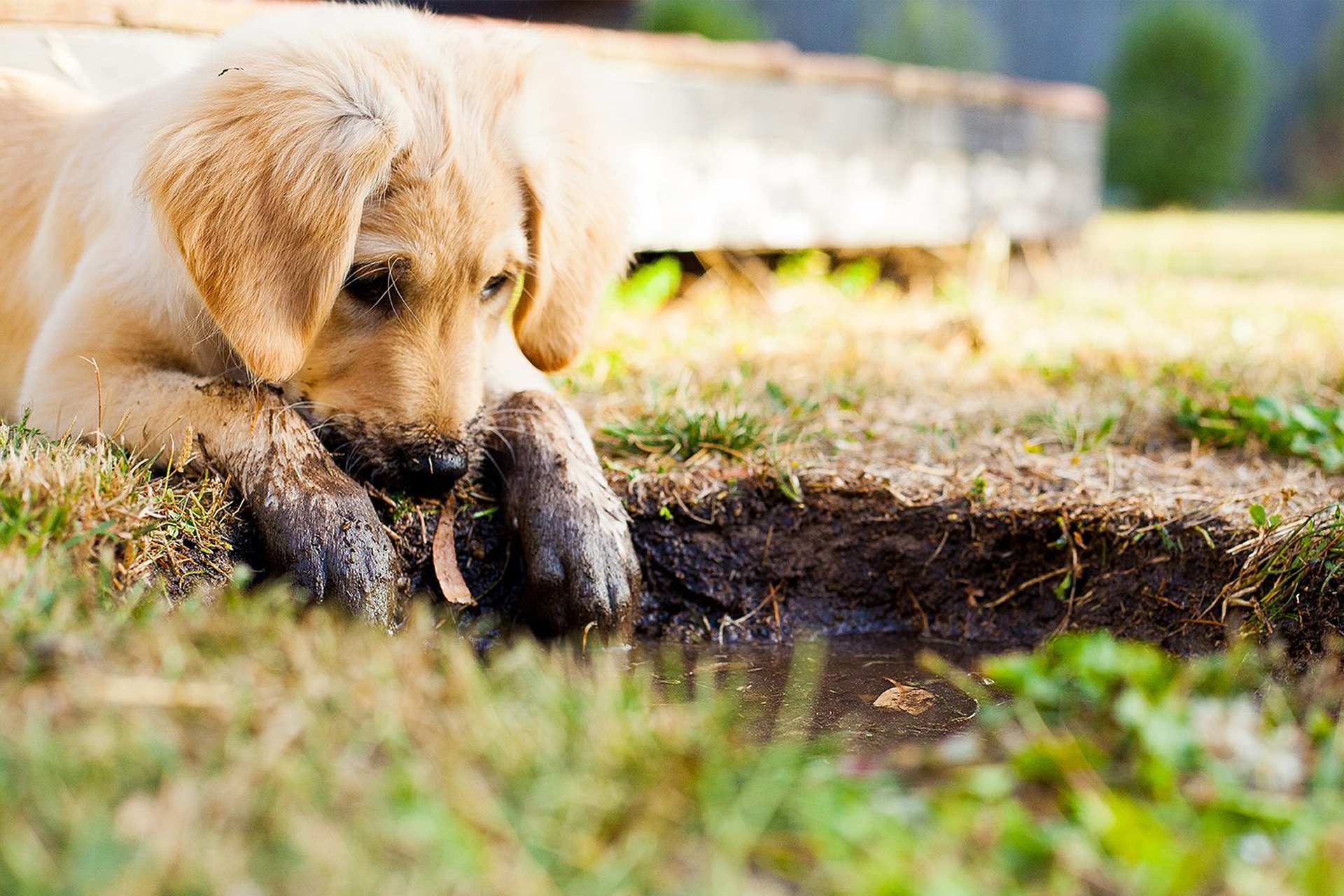 Hund im Schlamm