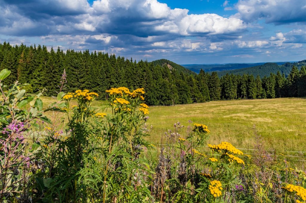 Wandern