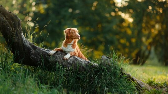 Adobestock 115828647