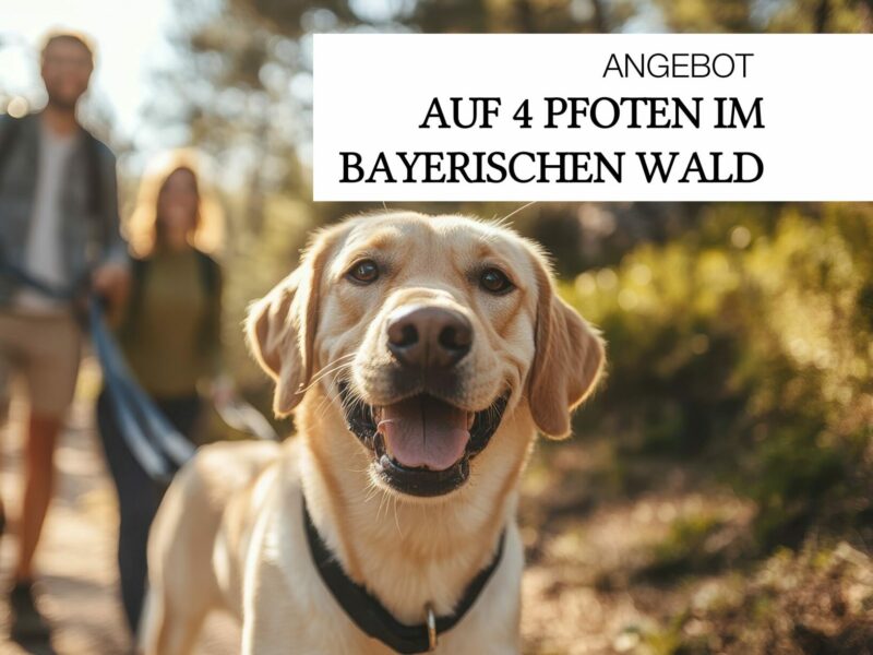 Auf 4 Pfoten Pkg Ahornhof Auf 4 Pfoten Pkg Ahornhof