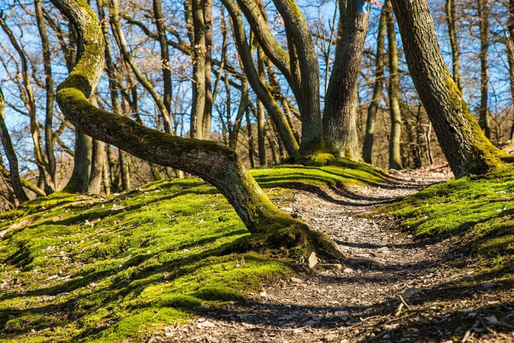 Forest 682003 1280
